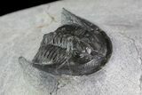 Bargain, Tropidocoryphe Trilobite - Unusual Proetid #83362-2